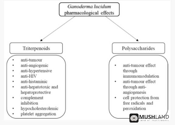 ترکیبات قارچ گانودرما 