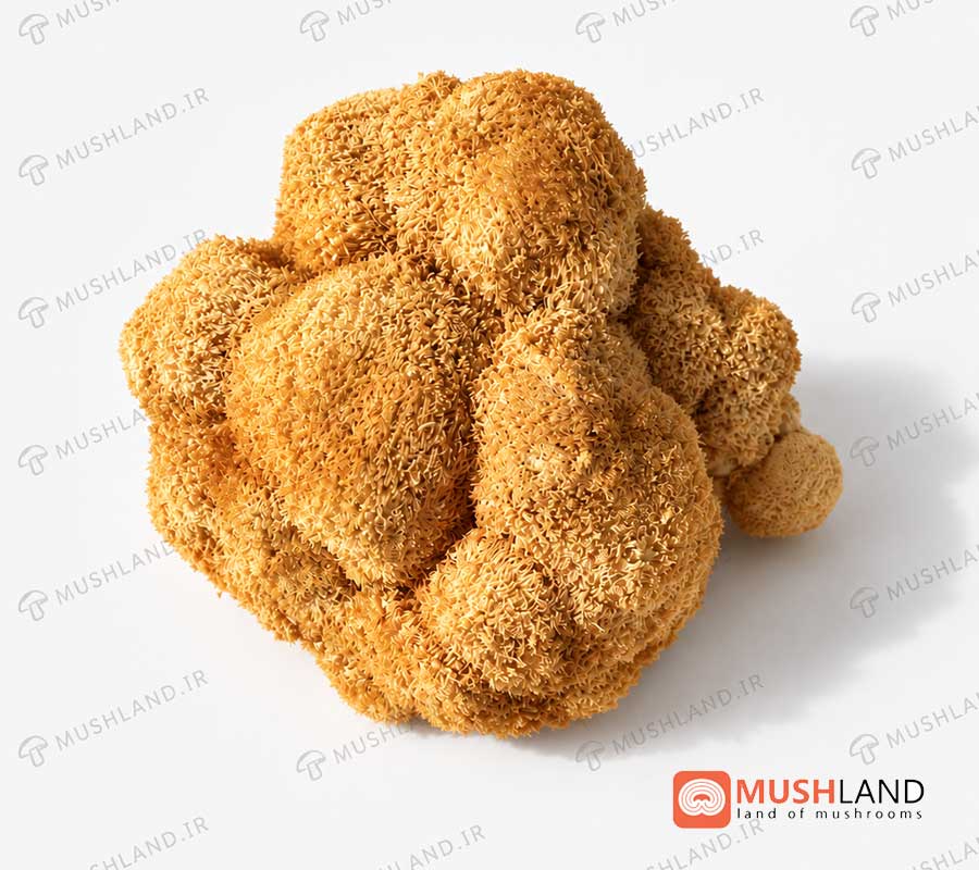 قارچ یال شیر (هریسیوم)